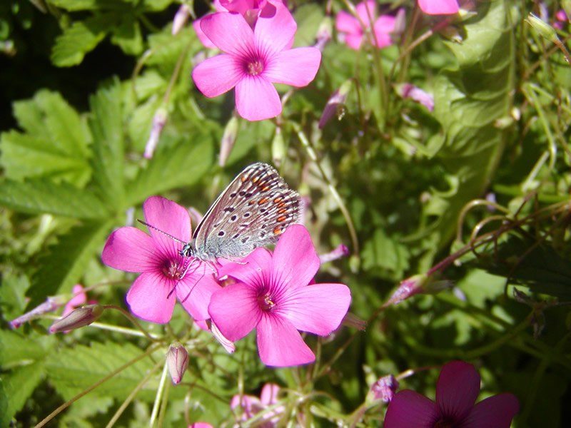 Polyommatus e Colias ?